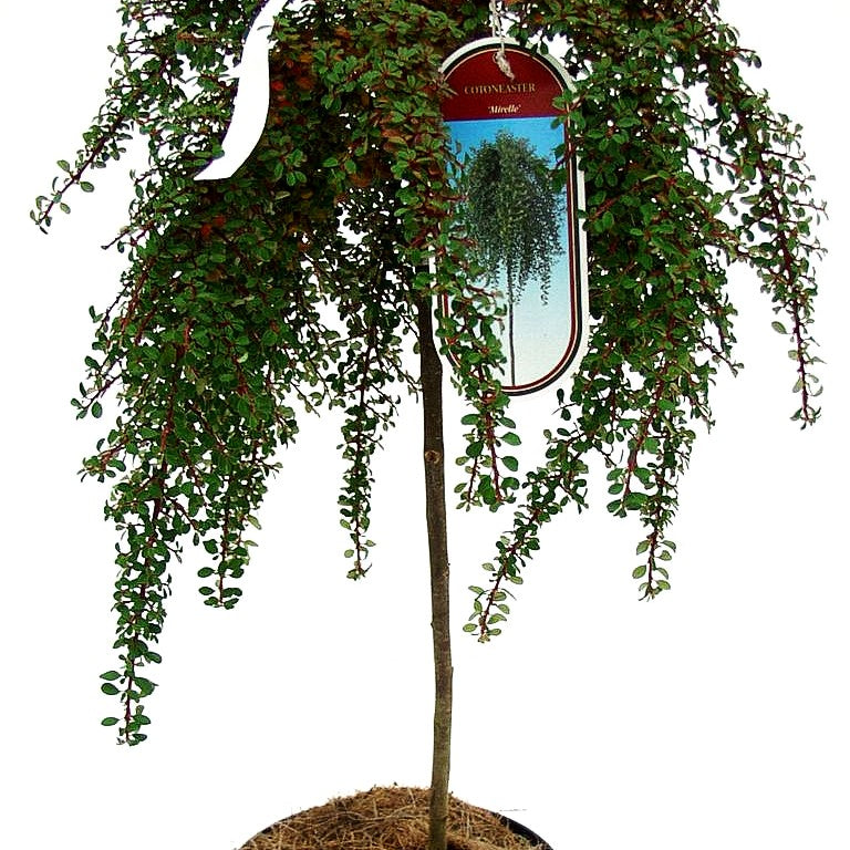 Gedrungene Zwergmispel 'Mirelle' (Cotoneaster congestus)