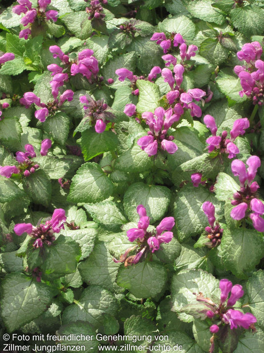 Gefleckte Taubnessel 'Beacon Silver' (Lamium maculatum)