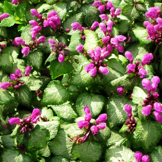 Gefleckte Taubnessel 'Beacon Silver' (Lamium maculatum)