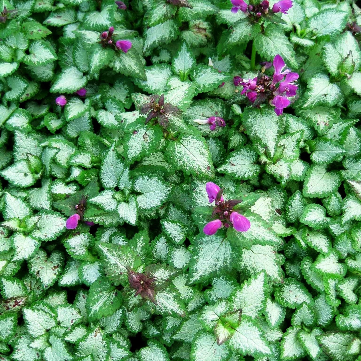 Gefleckte Taubnessel 'Beacon Silver' (Lamium maculatum)