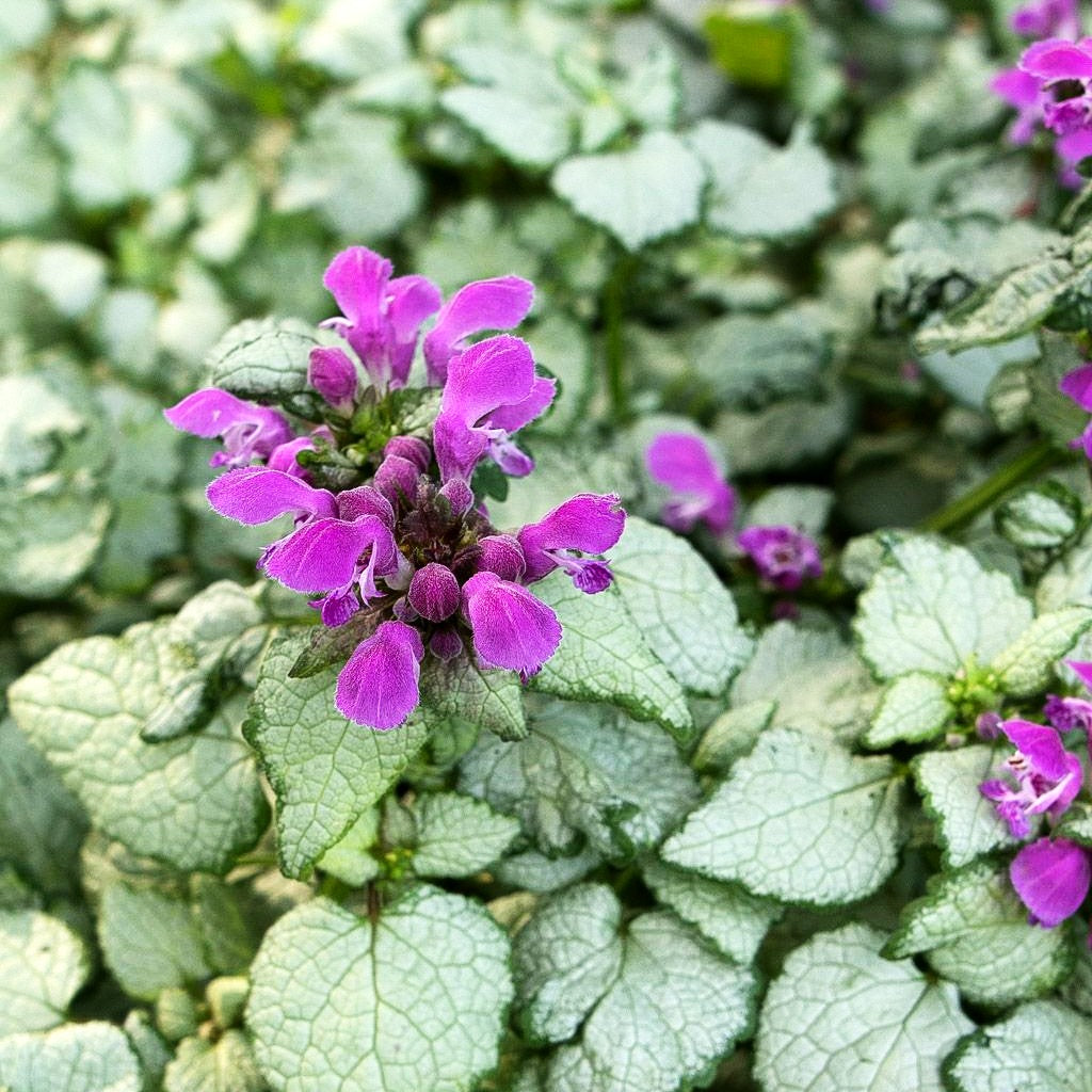 Gefleckte Taubnessel 'Beacon Silver' (Lamium maculatum)