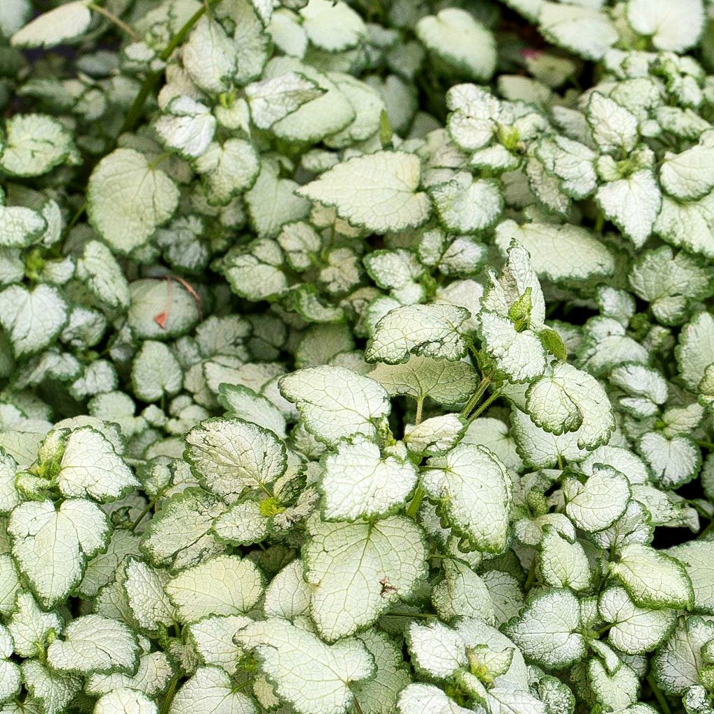 Gefleckte Taubnessel 'Beacon Silver' (Lamium maculatum)
