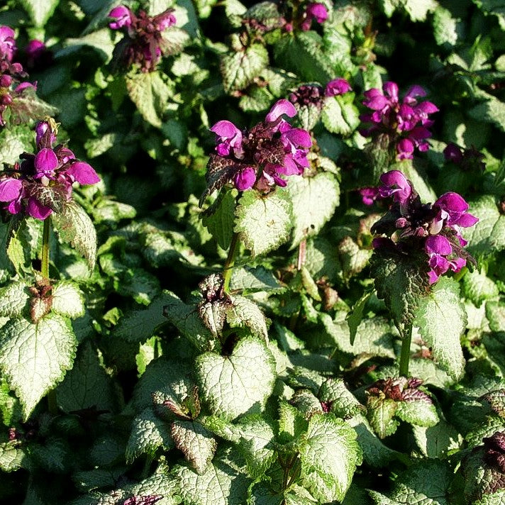 Gefleckte Taubnessel 'Beacon Silver' (Lamium maculatum)