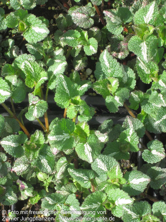 Gefleckte Taubnessel 'Chequers' (Lamium maculatum)