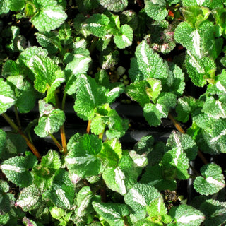 Gefleckte Taubnessel 'Chequers' (Lamium maculatum)