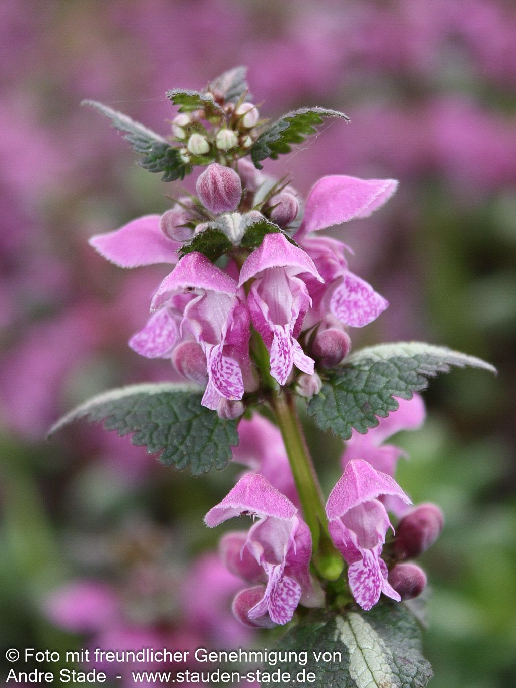 Gefleckte Taubnessel 'Chequers' (Lamium maculatum)