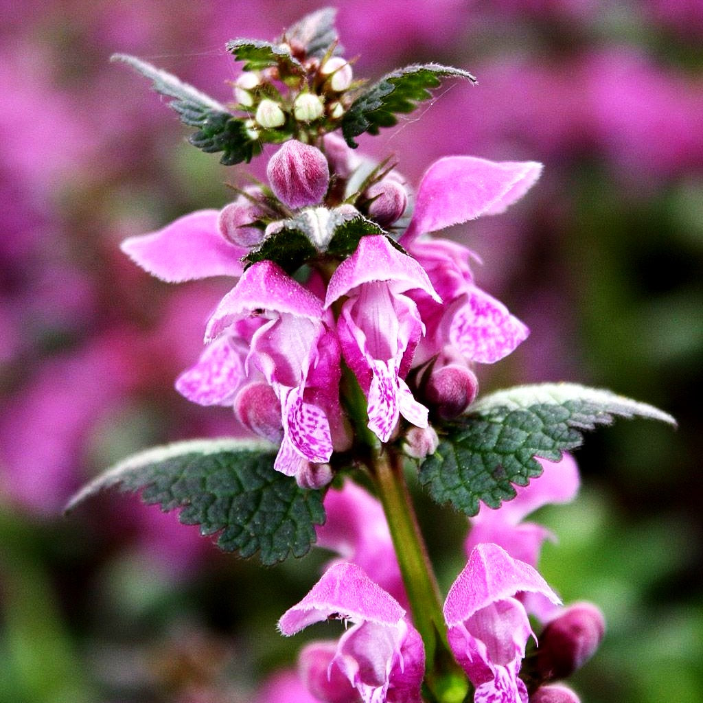 Gefleckte Taubnessel 'Chequers' (Lamium maculatum)