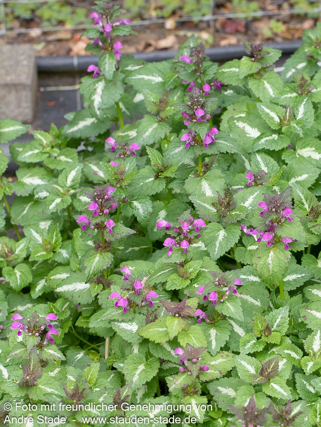 Gefleckte Taubnessel 'Chequers' (Lamium maculatum)