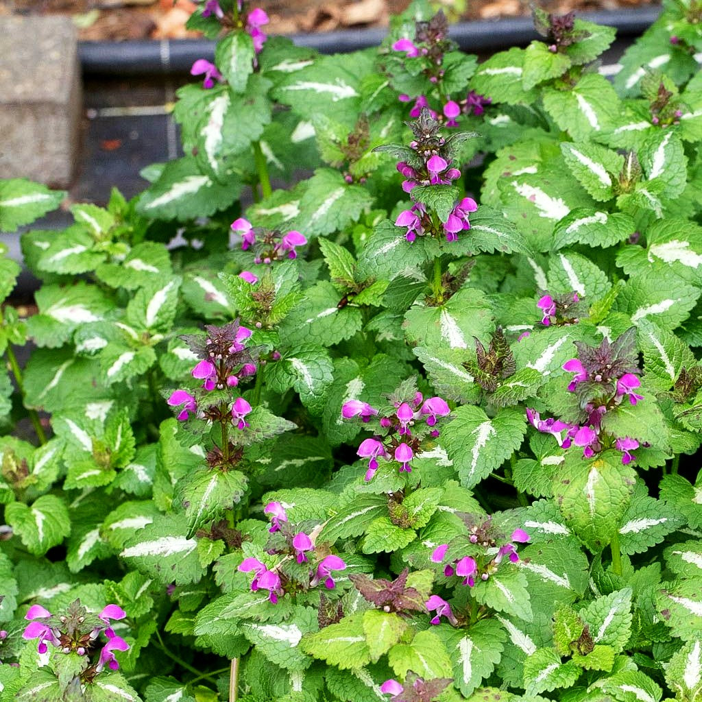 Gefleckte Taubnessel 'Chequers' (Lamium maculatum)