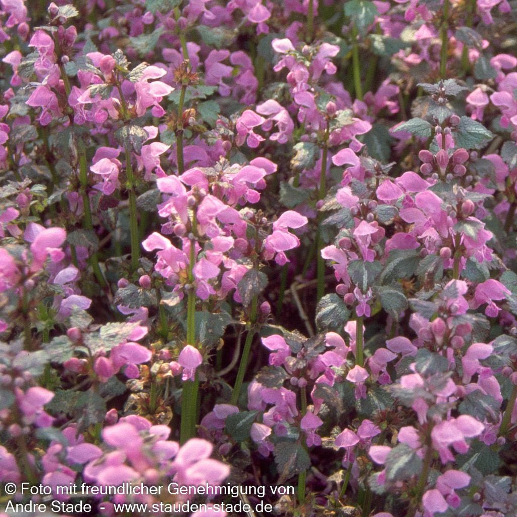 Gefleckte Taubnessel 'Chequers' (Lamium maculatum)