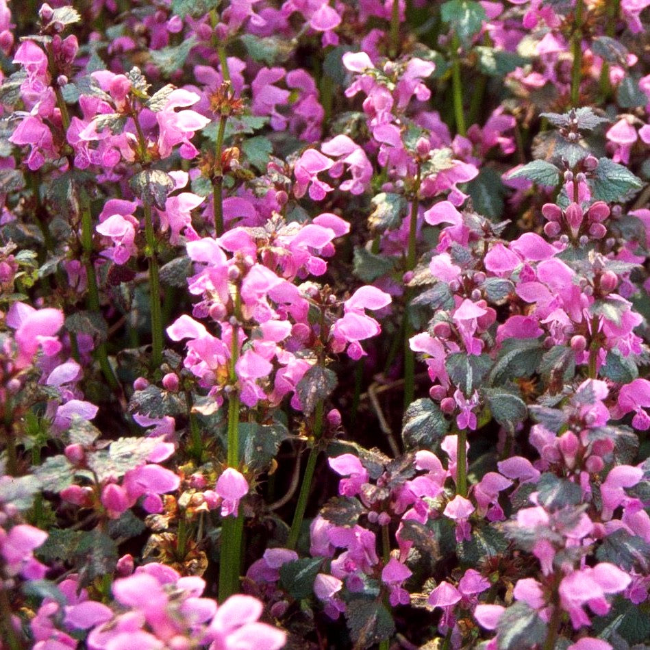 Gefleckte Taubnessel 'Chequers' (Lamium maculatum)