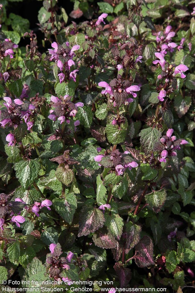 Gefleckte Taubnessel 'Chequers' (Lamium maculatum)