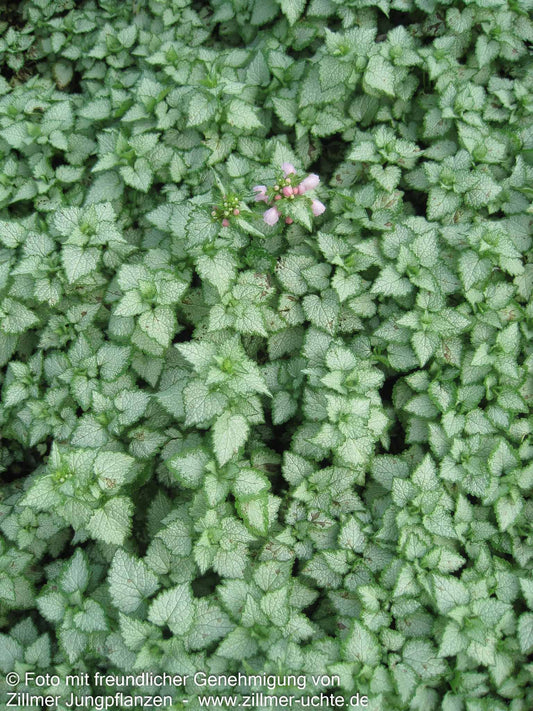 Gefleckte Taubnessel 'Pink Pewter' (Lamium maculatum)