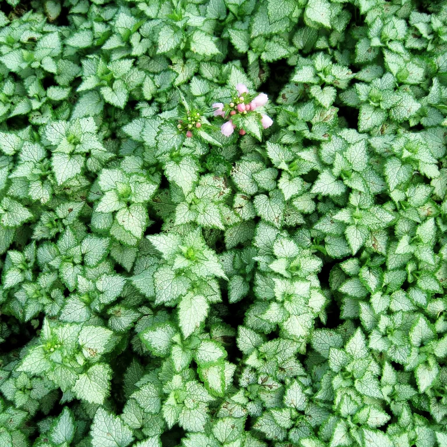 Gefleckte Taubnessel 'Pink Pewter' (Lamium maculatum)