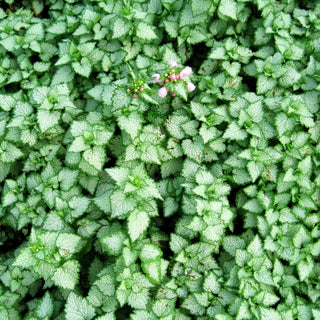 Gefleckte Taubnessel 'Pink Pewter' (Lamium maculatum)