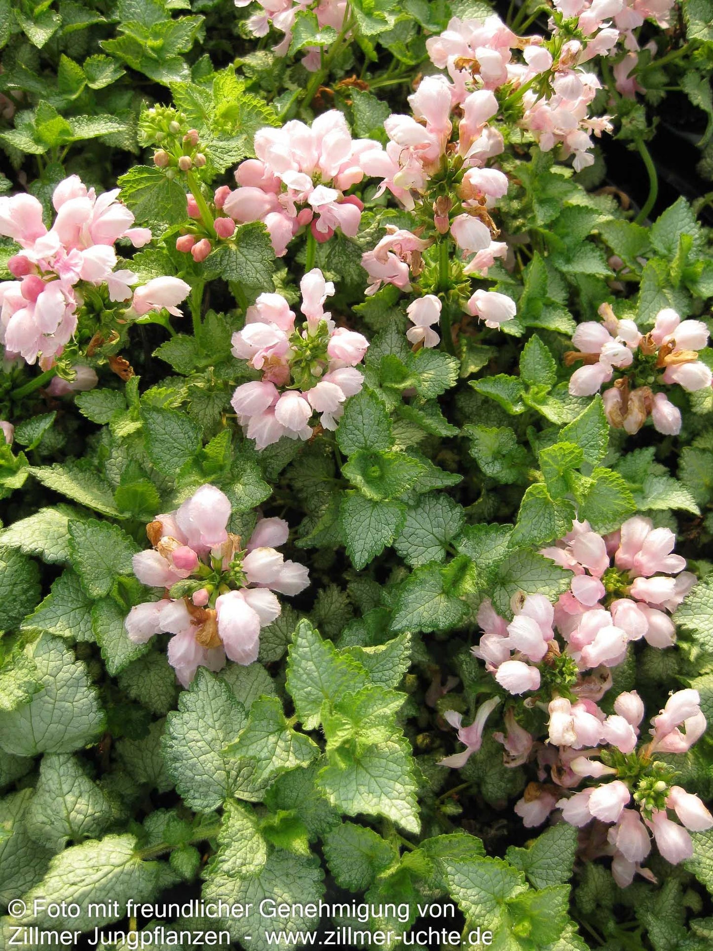 Gefleckte Taubnessel 'Pink Pewter' (Lamium maculatum)