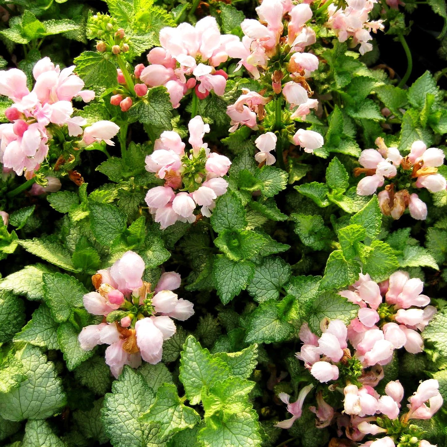 Gefleckte Taubnessel 'Pink Pewter' (Lamium maculatum)