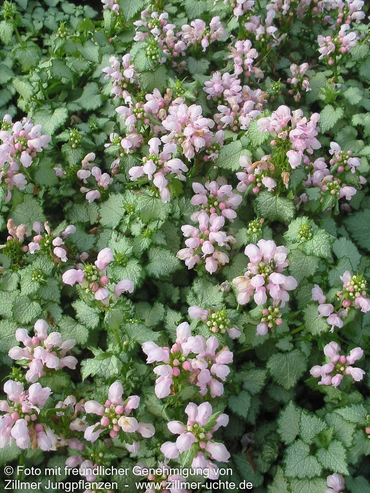 Gefleckte Taubnessel 'Pink Pewter' (Lamium maculatum)
