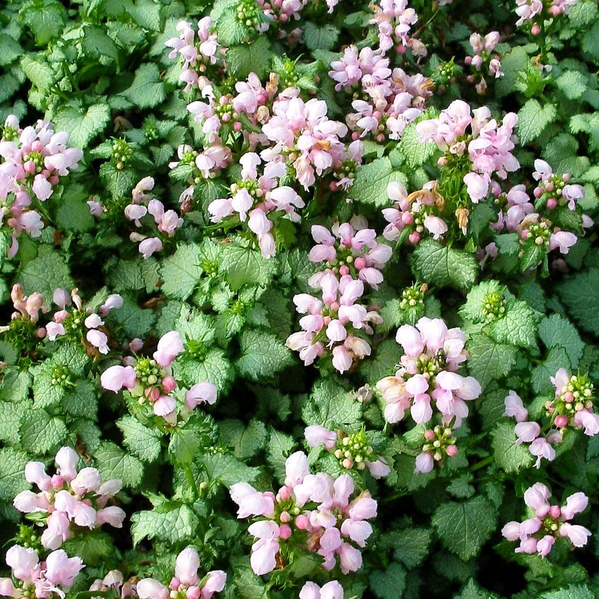 Gefleckte Taubnessel 'Pink Pewter' (Lamium maculatum)