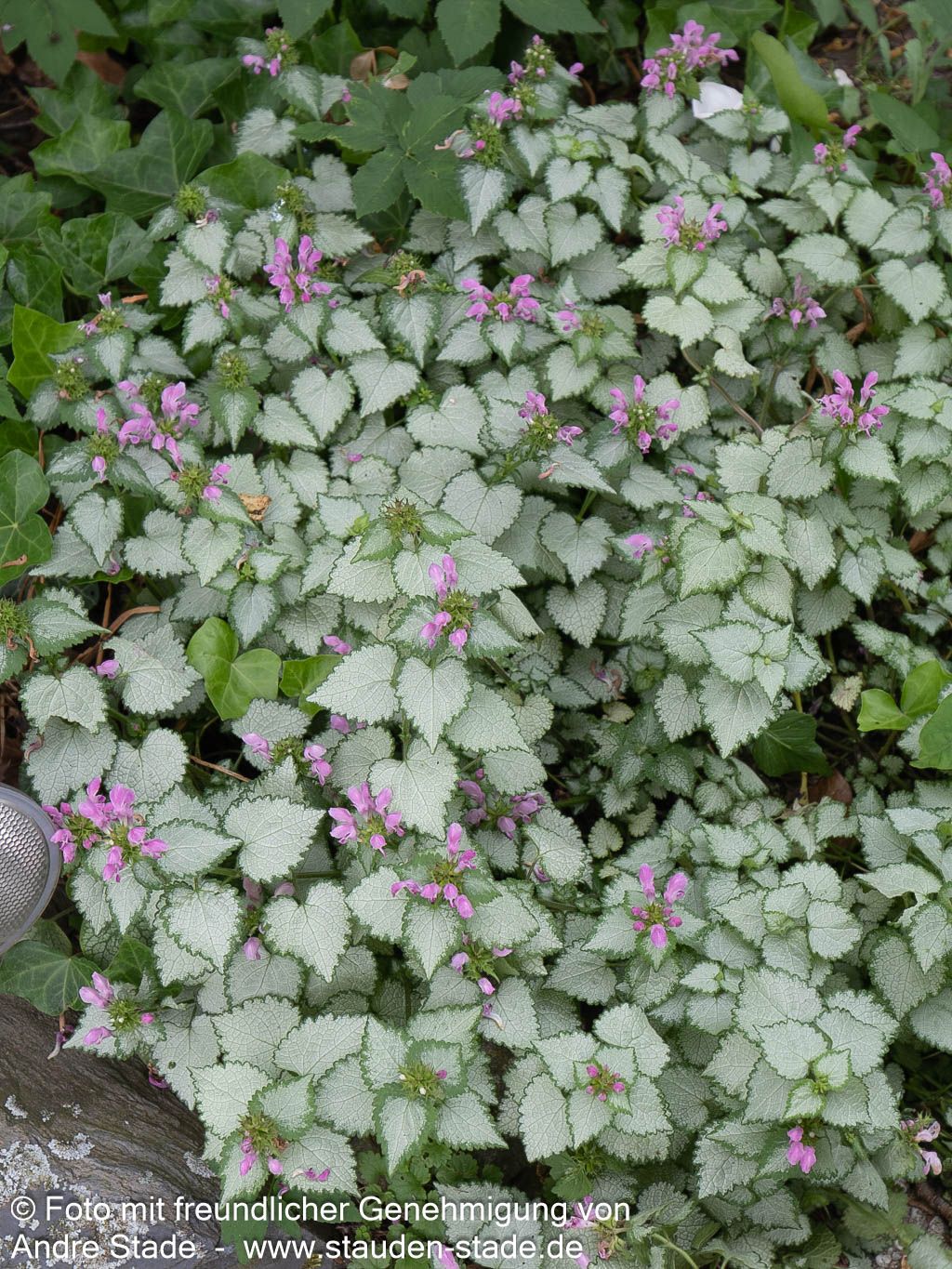 Gefleckte Taubnessel 'Pink Pewter' (Lamium maculatum)