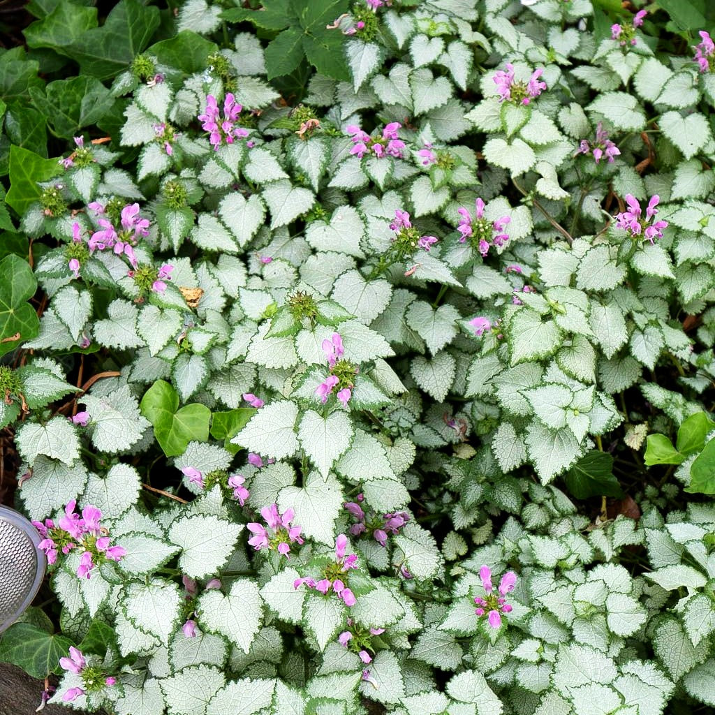 Gefleckte Taubnessel 'Pink Pewter' (Lamium maculatum)