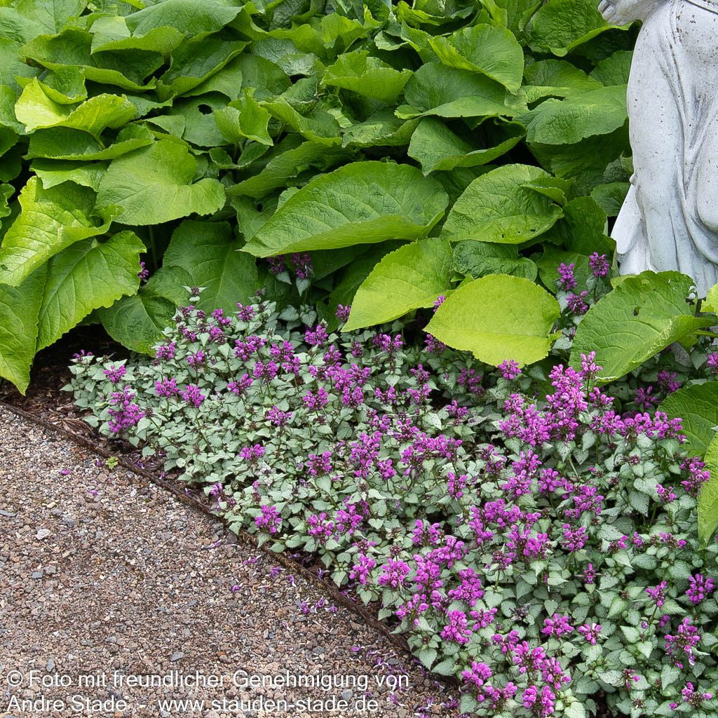 Gefleckte Taubnessel 'Pink Pewter' (Lamium maculatum)