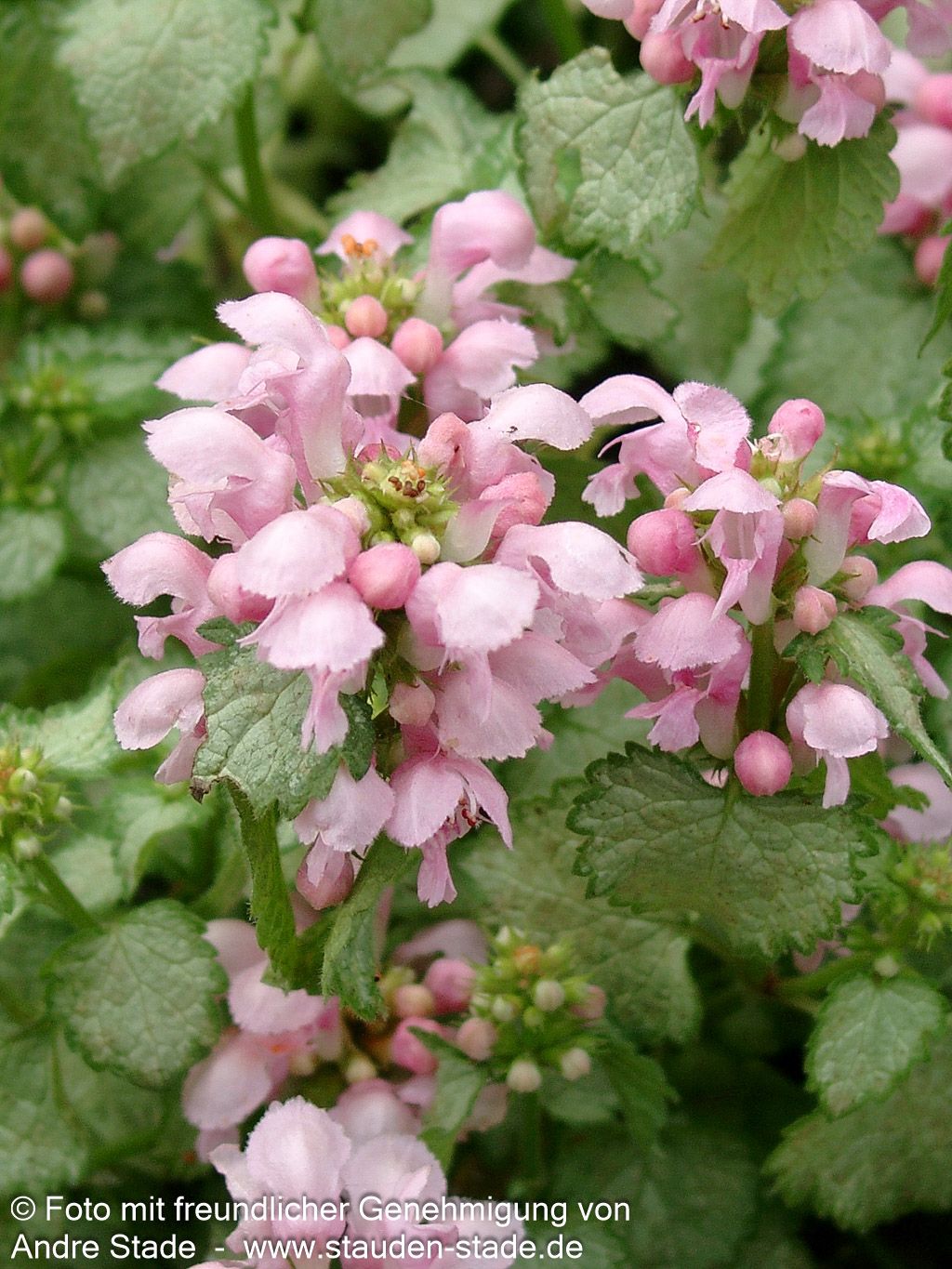 Gefleckte Taubnessel 'Pink Pewter' (Lamium maculatum)
