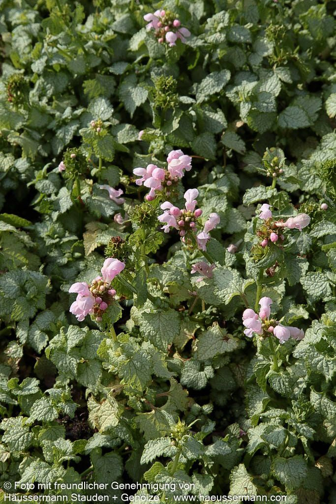 Gefleckte Taubnessel 'Pink Pewter' (Lamium maculatum)