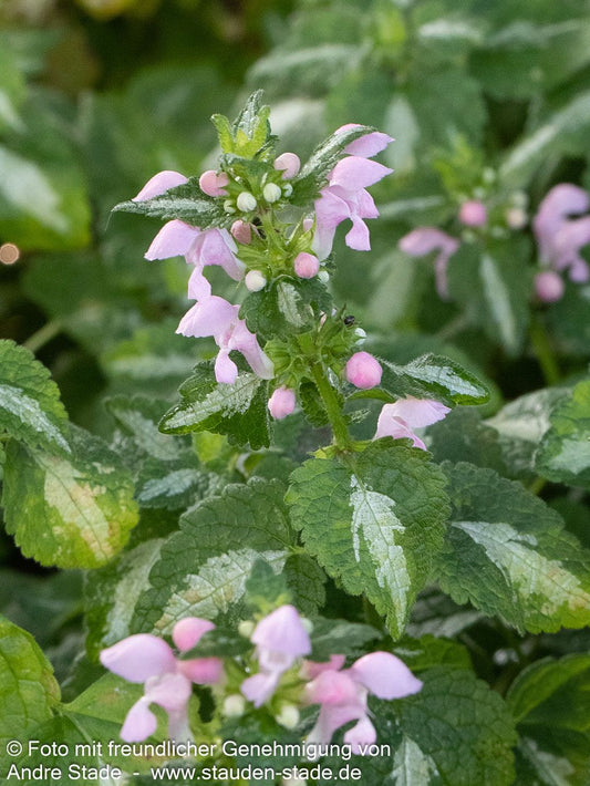 Gefleckte Taubnessel 'Roseum' (Lamium maculatum)