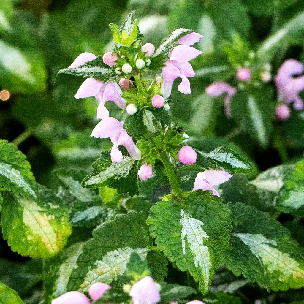 Gefleckte Taubnessel 'Roseum' (Lamium maculatum)