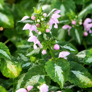 Gefleckte Taubnessel 'Roseum' (Lamium maculatum)