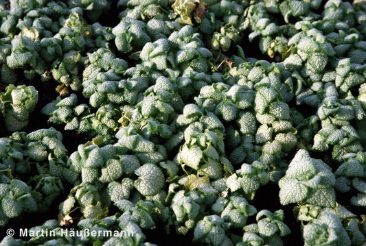 Gefleckte Taubnessel 'White Nancy' (Lamium maculatum)