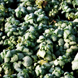 Gefleckte Taubnessel 'White Nancy' (Lamium maculatum)
