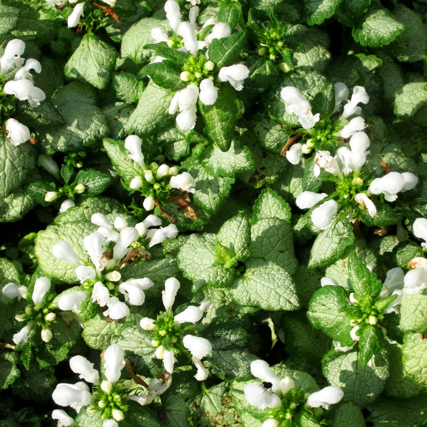 Gefleckte Taubnessel 'White Nancy' (Lamium maculatum)