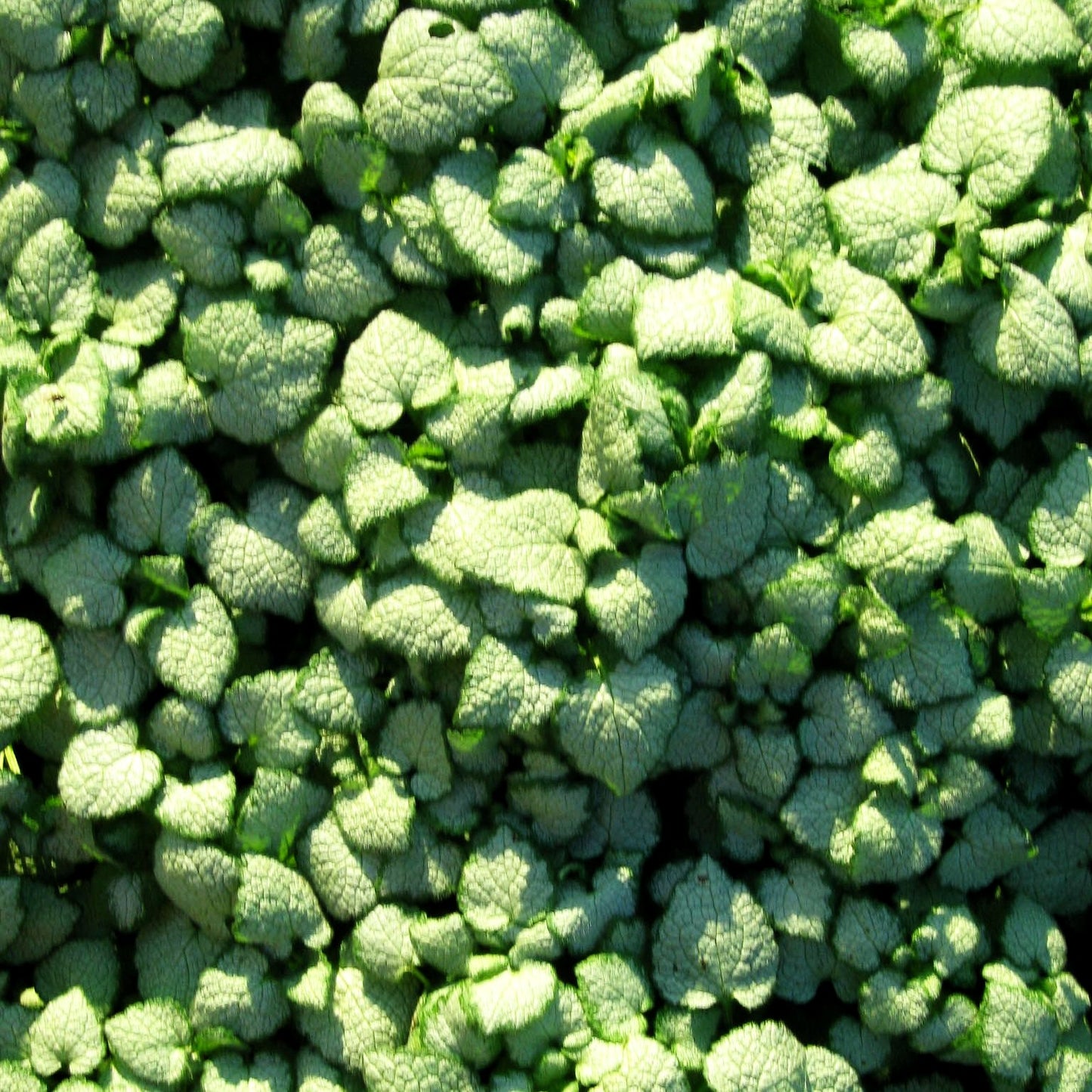 Gefleckte Taubnessel 'White Nancy' (Lamium maculatum)