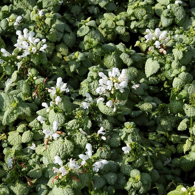 Gefleckte Taubnessel 'White Nancy' (Lamium maculatum)