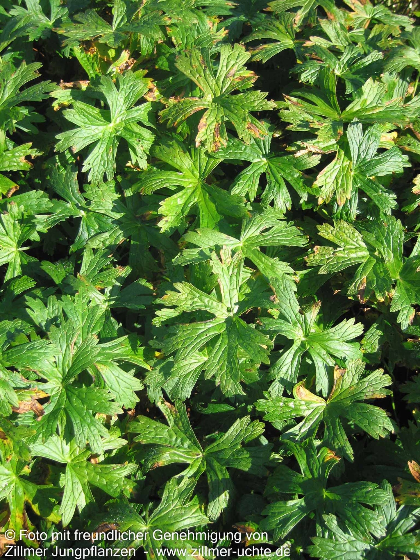 Gefleckter Storchschnabel 'Album' (Geranium maculatum)