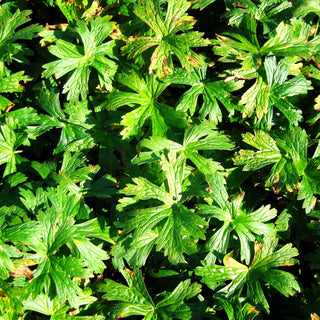 Gefleckter Storchschnabel 'Album' (Geranium maculatum)