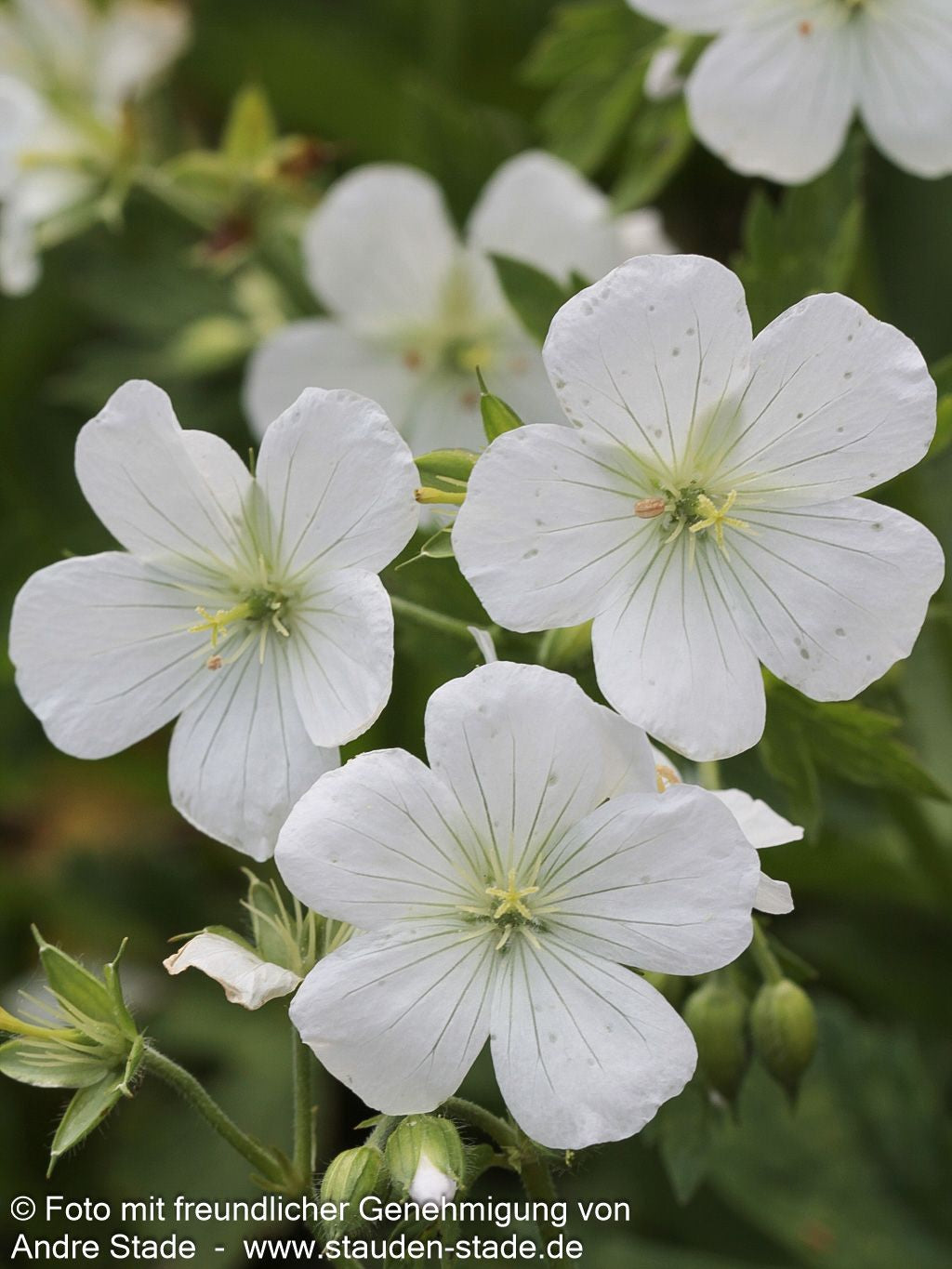 Gefleckter Storchschnabel 'Album' (Geranium maculatum)