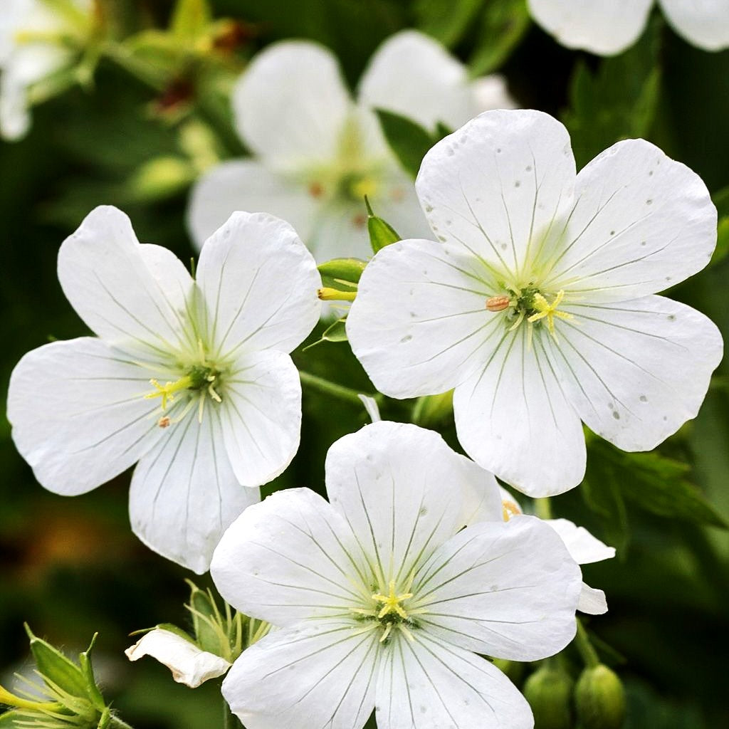 Gefleckter Storchschnabel 'Album' (Geranium maculatum)