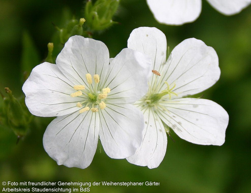Gefleckter Storchschnabel 'Album' (Geranium maculatum)