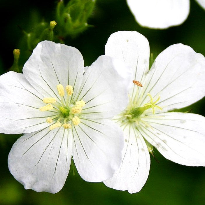 Gefleckter Storchschnabel 'Album' (Geranium maculatum)