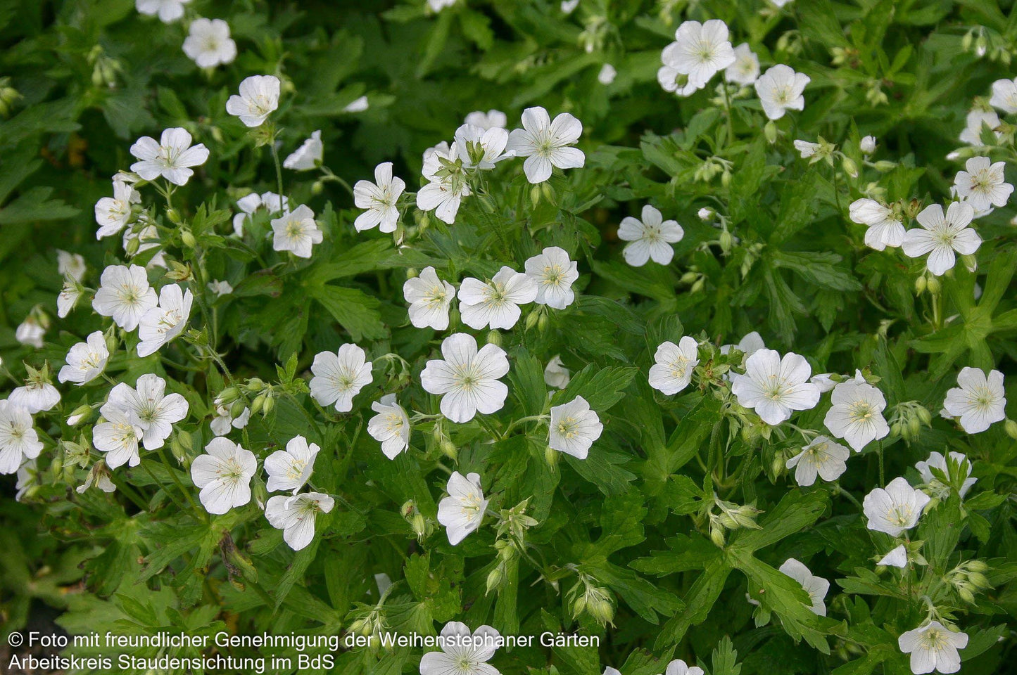 Gefleckter Storchschnabel 'Album' (Geranium maculatum)