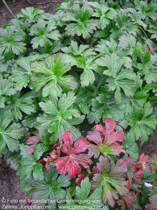 Gefleckter Storchschnabel 'Vickie Lynn' (Geranium maculatum)
