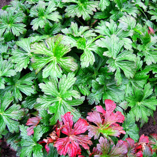 Gefleckter Storchschnabel 'Vickie Lynn' (Geranium maculatum)