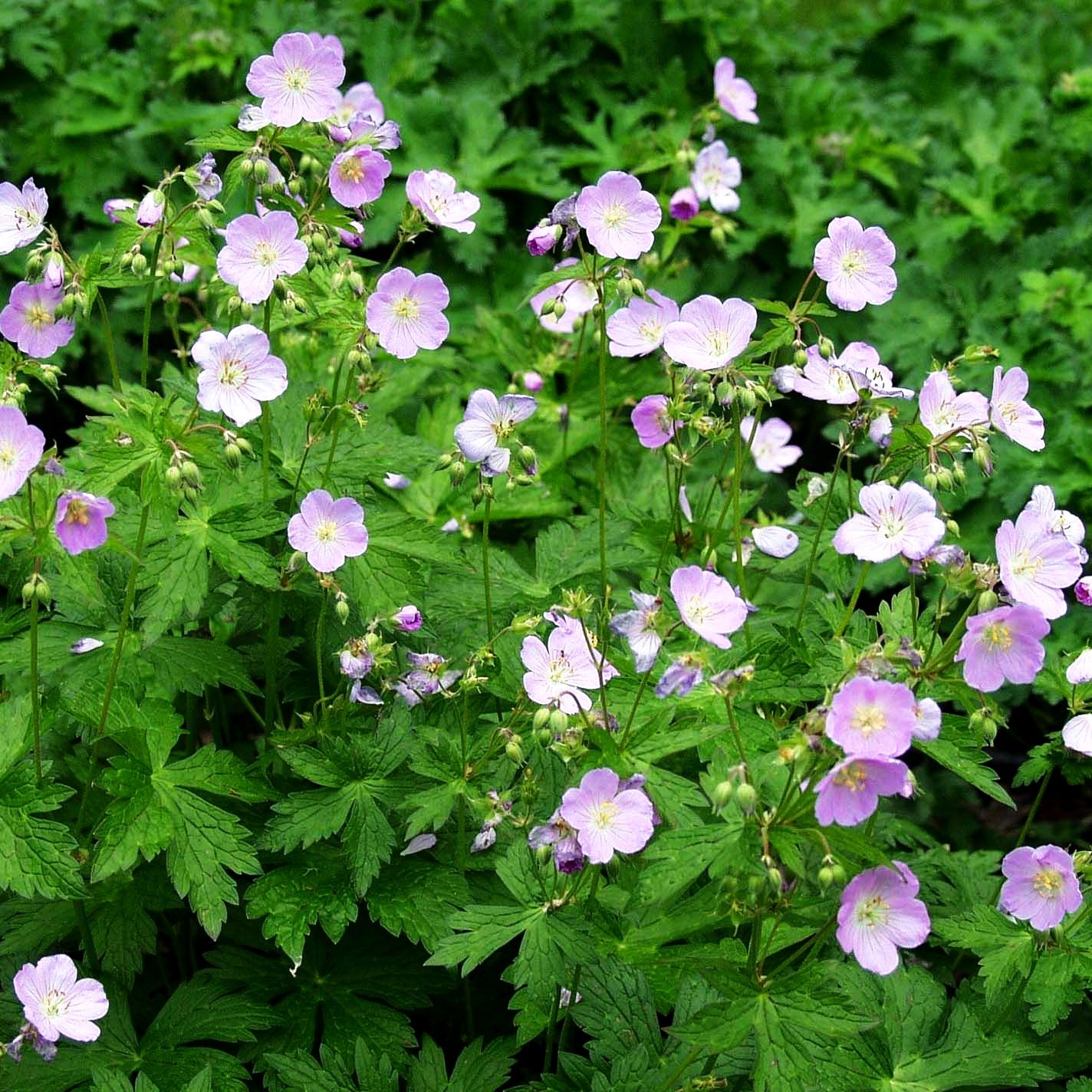 Gefleckter Storchschnabel 'Vickie Lynn' (Geranium maculatum)