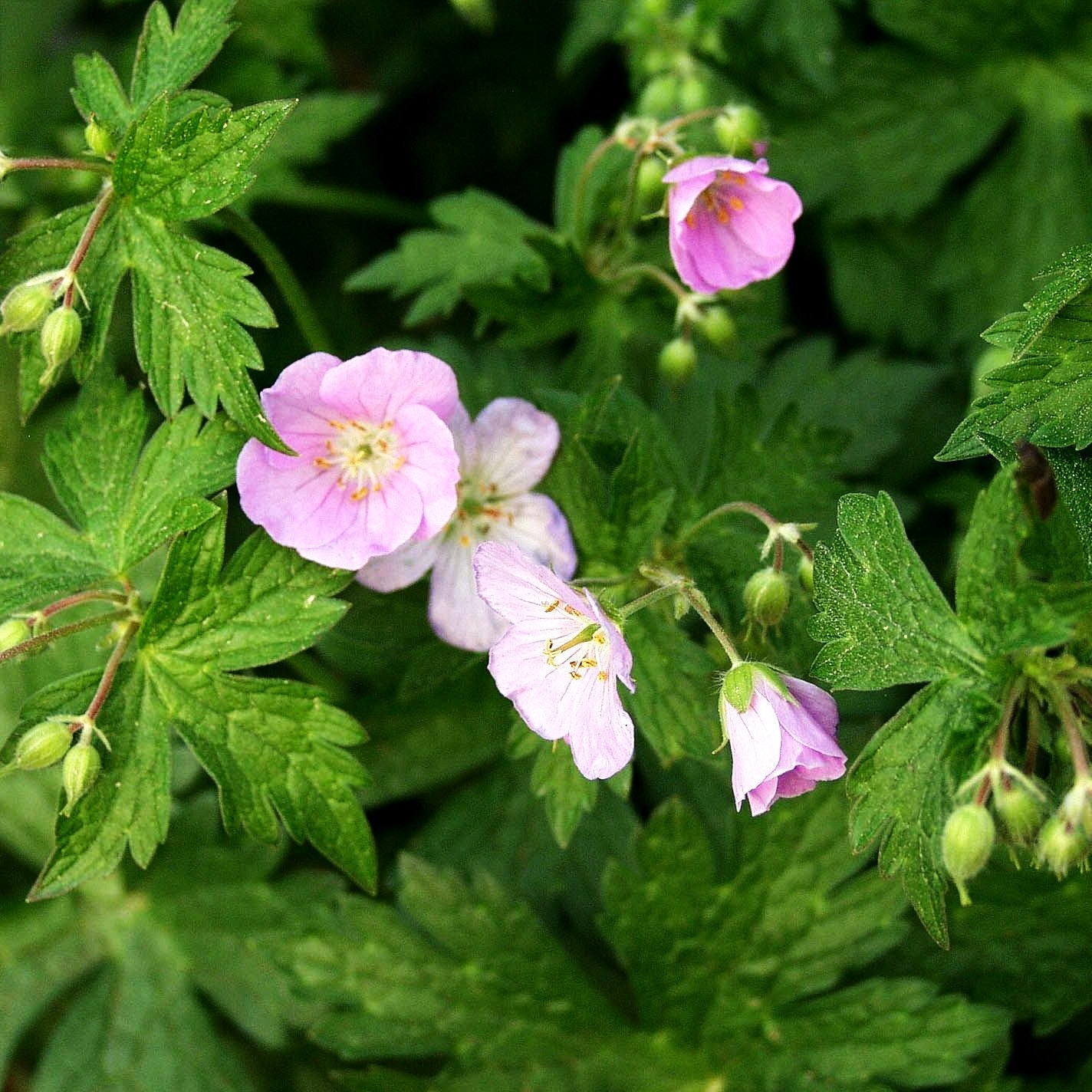 Gefleckter Storchschnabel 'Vickie Lynn' (Geranium maculatum)