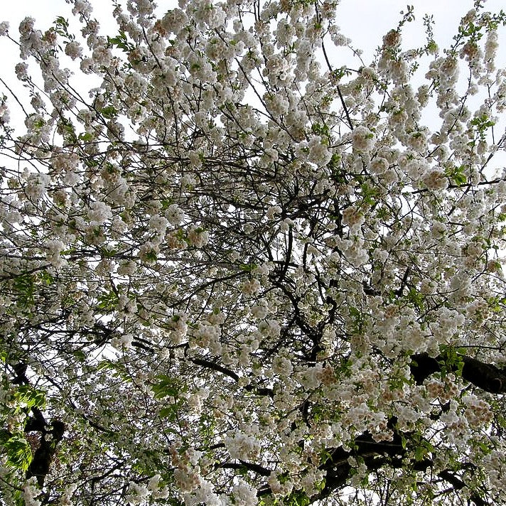 Gefülltblühende Kirsche 'Plena' (Prunus avium)