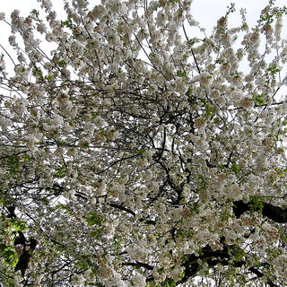 Gefülltblühende Kirsche 'Plena' (Prunus avium)