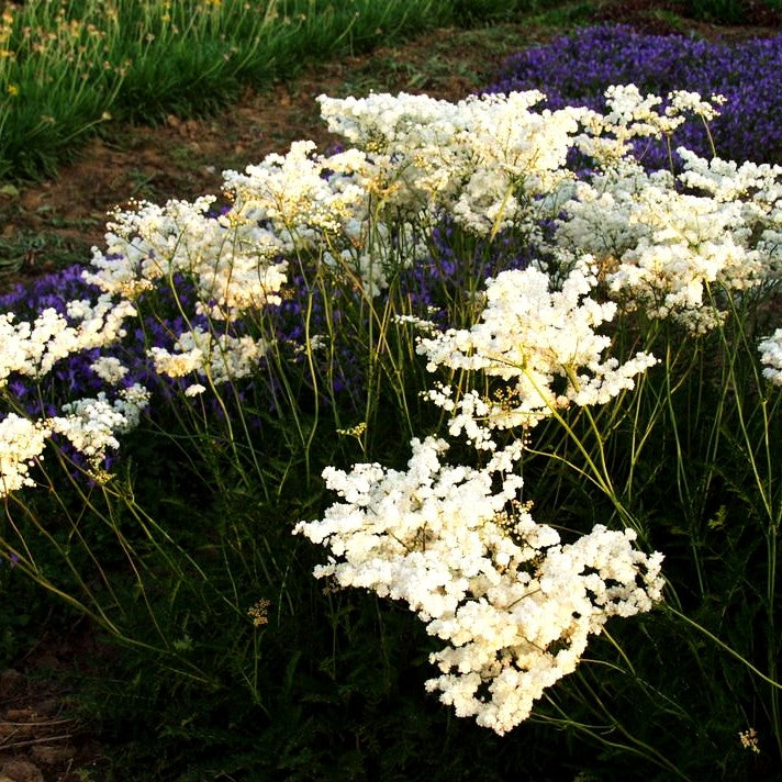 Gefülltblühende Mädesüß 'Plena' (Filipendula vulgaris)